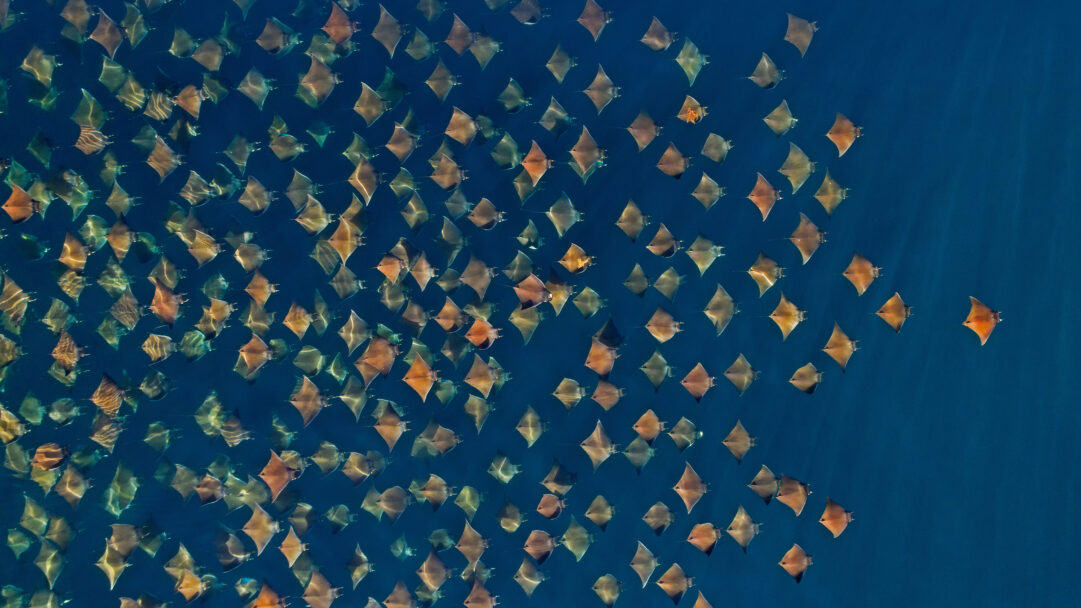 A mesmerizing 4K wallpaper presents a vast school of Munk's Devil Rays gracefully swimming across the deep blue ocean, captured from an aerial perspective. Sunlight filters through the clear water, illuminating the rays with shimmering patterns that dance across their golden-brown bodies, evoking a sense of tranquil, synchronized movement.