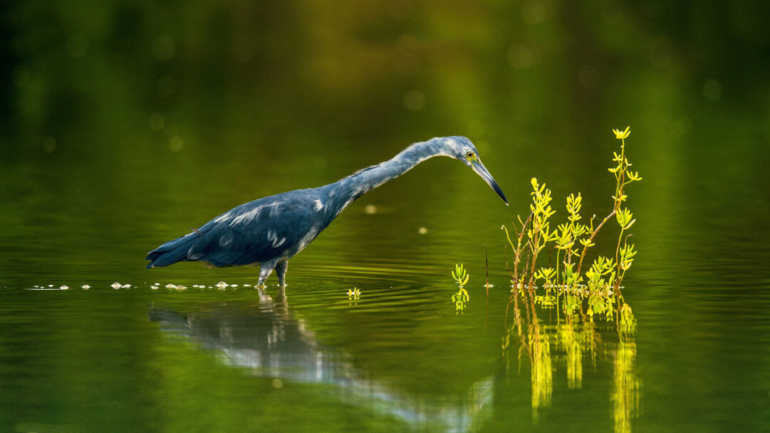 A vibrant 4K wallpaper showcasing a Little Blue Heron wading gracefully in the tranquil green waters of Cuba. Its distinctive blue-grey plumage contrasts sharply with the luminous emerald surface, as the bird intently observes small golden-yellow aquatic plants, creating a serene and captivating scene.