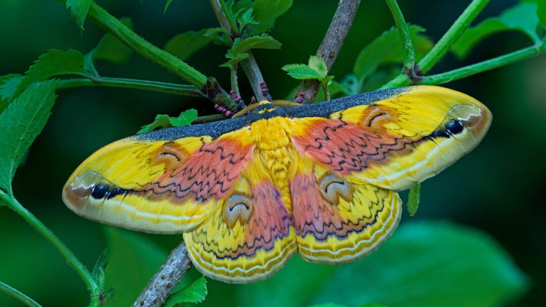 A brilliant 4K wallpaper displaying a magnificent Loepa Oberthuri Moth perched on a green plant stem, surrounded by soft green foliage. The moth's expansive yellow and pink wings are adorned with intricate wavy patterns and distinctive eye-like markings, creating a vivid and enchanting contrast against the natural green setting.