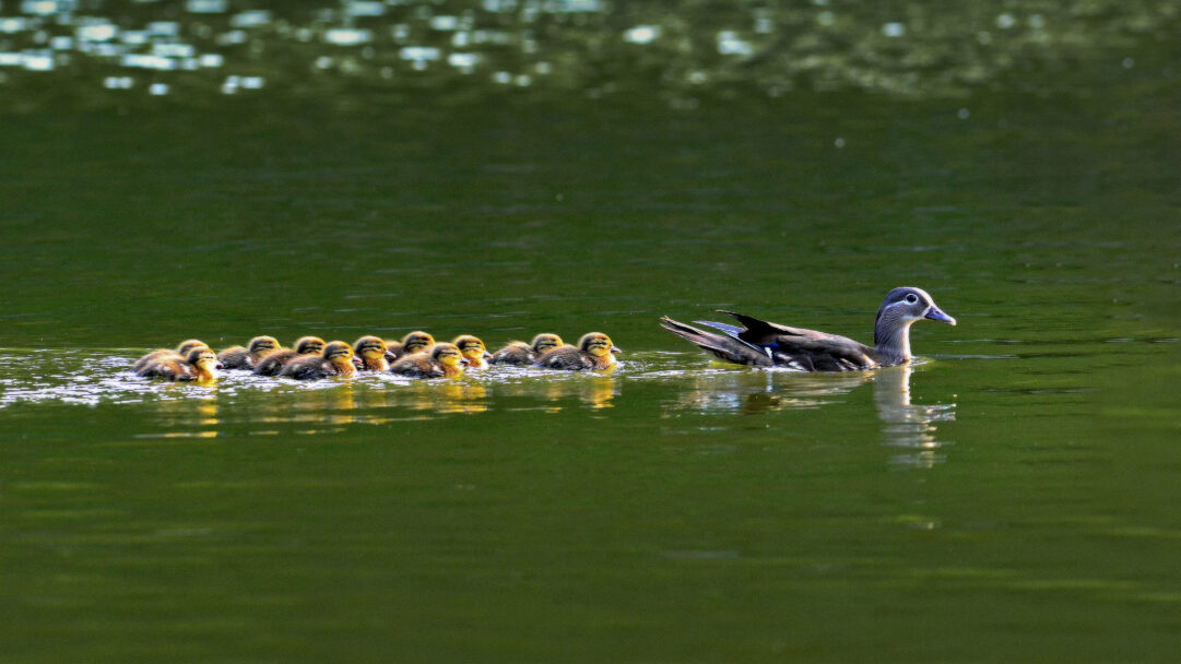An enchanting 4K wallpaper featuring a Mandarin Duck hen and her row of fluffy ducklings gracefully swimming across dark green water in South Korea. The warm golden light beautifully illuminates the small ducklings, creating a tender and protective scene against the deep, calm aquatic backdrop.