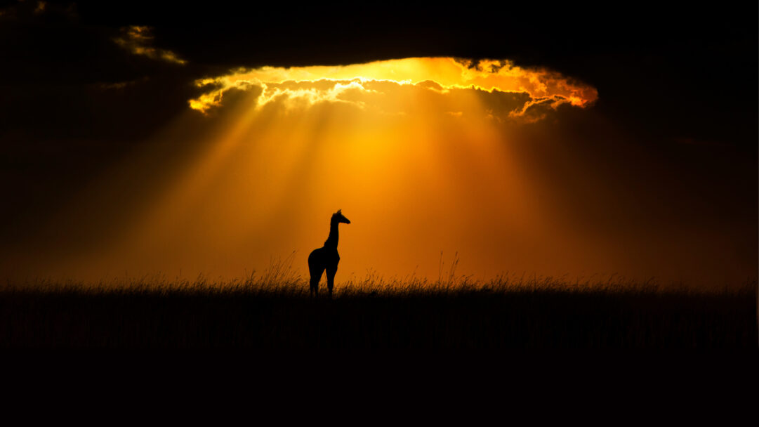 A captivating 4K wallpaper showcasing a solitary Masai Giraffe silhouette standing tall in the vast plains of Maasai Mara, Kenya, during sunset. Dramatic sunbeams pierce through the dark clouds, casting an intense golden-orange glow across the sky and creating a powerful, serene atmosphere.