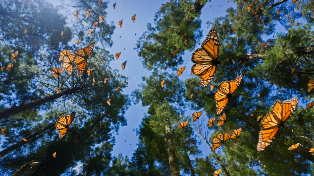 A breathtaking 4K wallpaper displays countless monarch butterflies gracefully soaring amidst the sun-dappled forest canopy of Angangueo, Mexico. Their vibrant orange wings, highlighted by streaks of sunlight, create a mesmerizing spectacle against the clear blue sky and rich green trees, evoking a sense of magnificent natural migration.