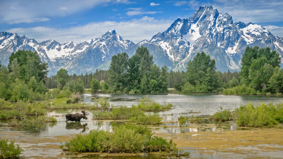 A majestic 4K wallpaper captures a large moose wading in a marshy pond, set against the towering, snow-capped peaks of Mount Moran and the surrounding Teton Range. The vibrant green and golden marsh vegetation contrasts beautifully with the stark white and blue of the distant, rugged mountains under a clear sky, evoking a sense of peaceful wilderness.