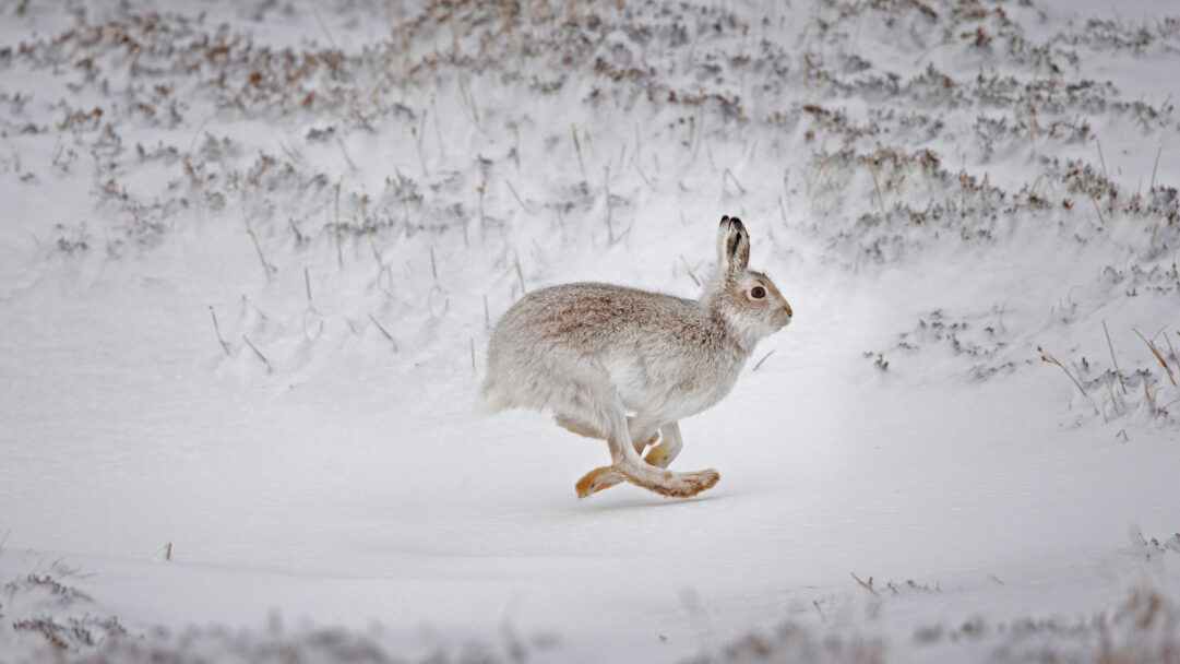 A dynamic 4K wallpaper captures a Mountain Hare running gracefully across a vast, snow-covered upland in Scotland. Its powerful stride is frozen in time, its mostly white winter coat a perfect camouflage against the pristine white snow, accented by the subtle warm brown hues of its legs and ears.