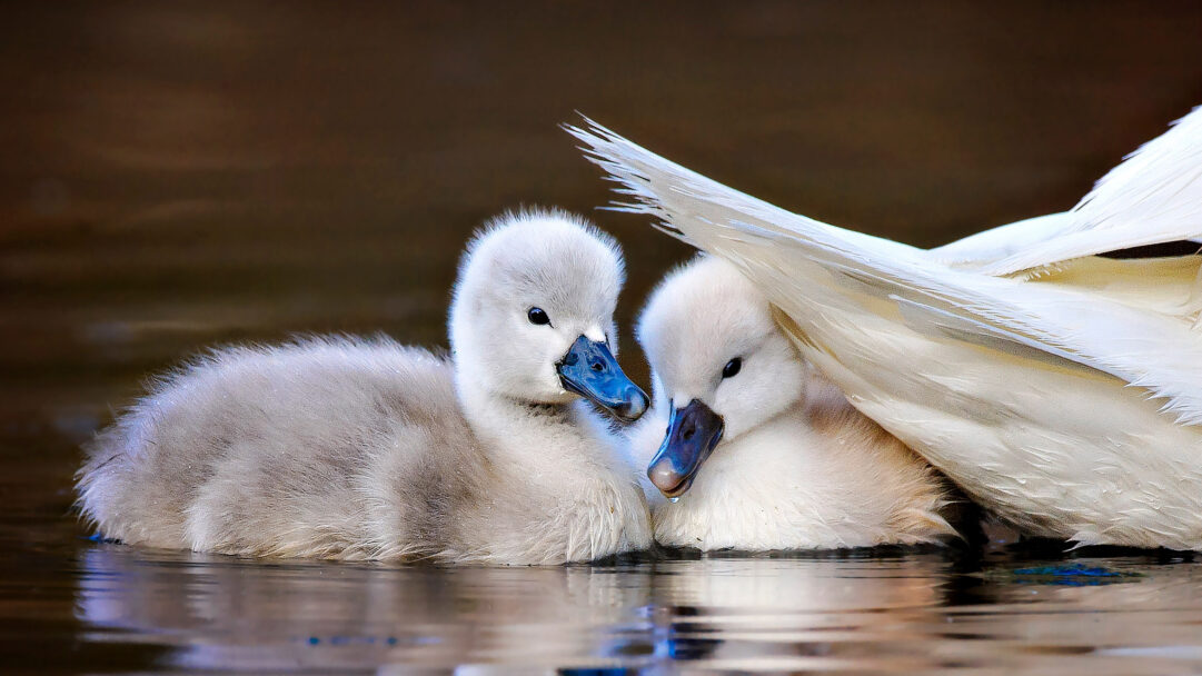 A heartwarming 4K wallpaper illustrating two fluffy Mute Swan chicks nestled safely under their mother's white tail feathers on the water at Massapequa Preserve, Long Island. Their delicate gray down and bright blue beaks contrast beautifully with the crisp white feathers and the deep, reflective water, conveying a sense of profound security and tenderness.