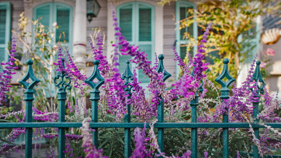 A picturesque 4K wallpaper featuring a vibrant iron fence in New Orleans, adorned with clusters of delicate purple flowers that lead the eye towards a historic house with light blue shutters. The vivid contrast between the deep teal of the ornate fence and the brilliant purple blossoms creates an inviting and charming mood against the softly blurred background.
