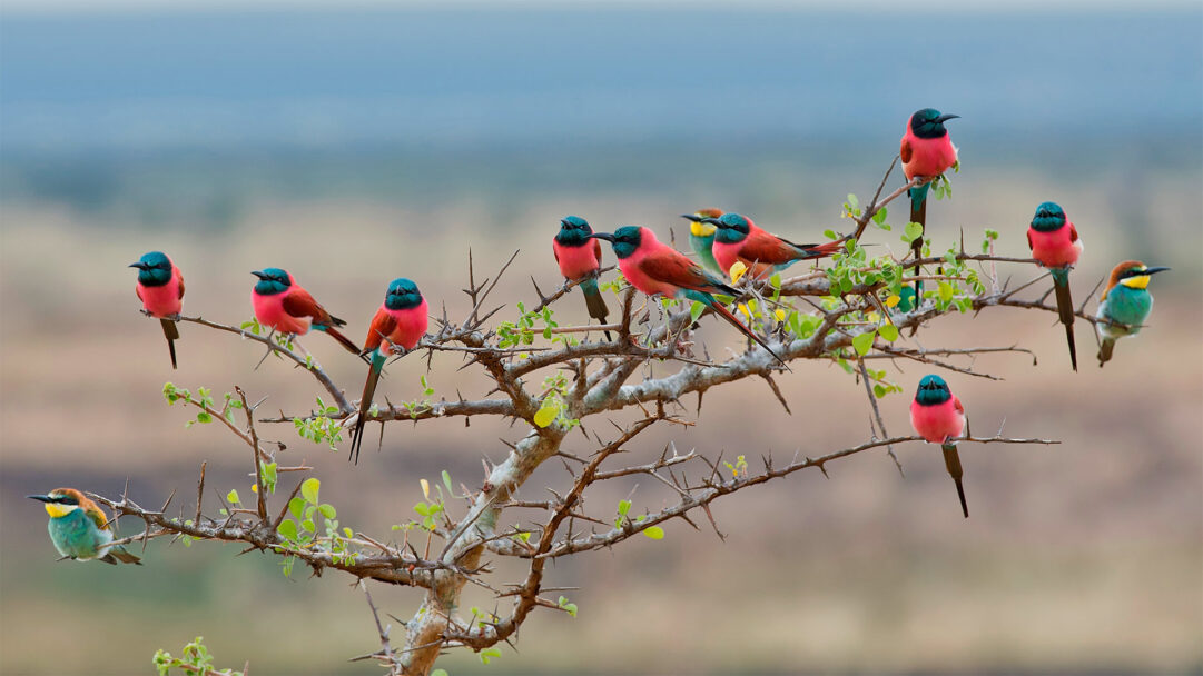 A breathtaking 4K wallpaper captures a lively gathering of vibrantly colored Northern Carmine and European Bee-eaters perched on a thorny tree branch in Tanzania's Mkomazi National Park. Their brilliant crimson and teal plumage stands out dramatically against the muted savanna backdrop and the sharp details of the spiky branches, creating a captivating visual contrast.