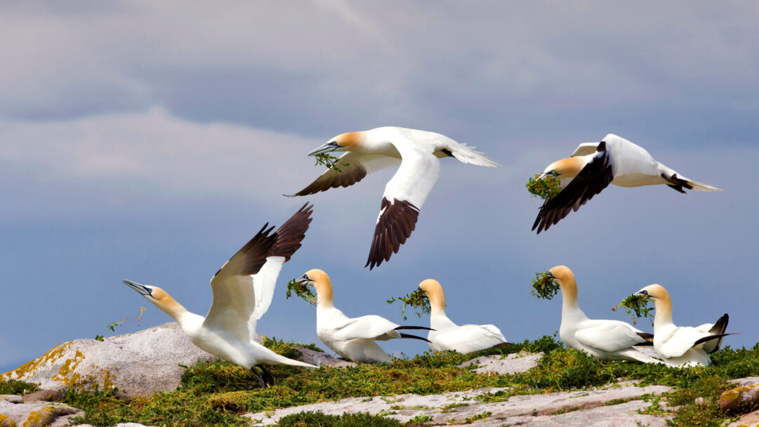 A captivating 4K wallpaper showcasing Northern Gannets flying and nesting on Great Saltee Island, Ireland. Birds soar gracefully with green nesting material against a soft blue sky, while others rest among the lichen-covered rocks, their striking white and gold plumage dominating the scene.