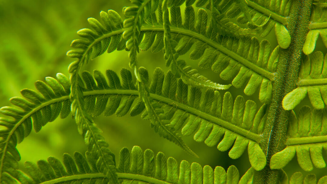 A pristine 4K wallpaper showcasing the intricate detail of vibrant green Ostrich Fern fronds, captured during Spring in Washington State. The soft, diffused light illuminates the finely textured leaflets, emphasizing their rich verdant hues and the refreshing essence of new growth.