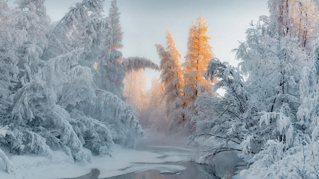 A majestic 4K wallpaper showcases a winter sunrise scene in Oymyakon, Russia, featuring heavily snow-covered trees lining a partially frozen river. The soft golden light of the sunrise illuminates a cluster of distant trees, creating a stunning contrast against the pristine white snow and icy blue reflections on the river, evoking a sense of tranquil, extreme cold.