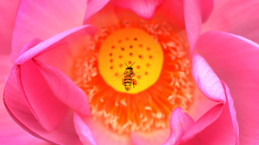 A captivating 4K wallpaper presents a vibrant pink lotus flower in full bloom at Kenilworth Park, with a fuzzy bee hovering near its golden center. The intricate details of the bee's pollen-dusted body and the flower's radiant, deep fuchsia petals with its bright orange-yellow core create a vivid tableau of nature's delicate balance.