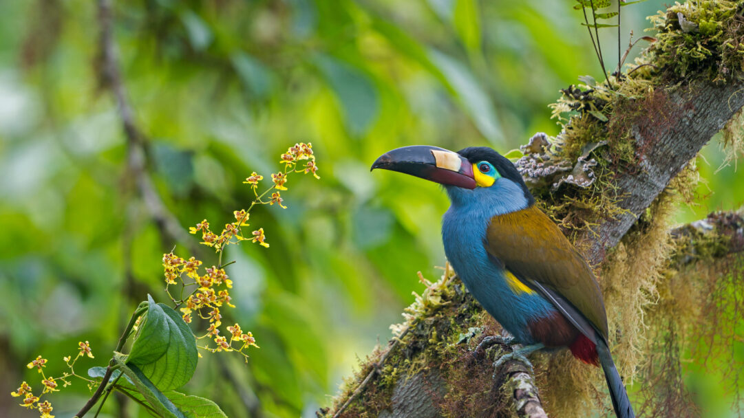 This captivating 4K wallpaper displays a Plate-billed Mountain Toucan perched on a moss-laden branch within the lush Bellavista Cloud Forest Reserve. Its striking blue chest, yellow face, and uniquely colored black, maroon, and pale yellow bill gleam against the soft, blurred emerald foliage and delicate yellow blossoms, creating a serene and vivid jungle scene.