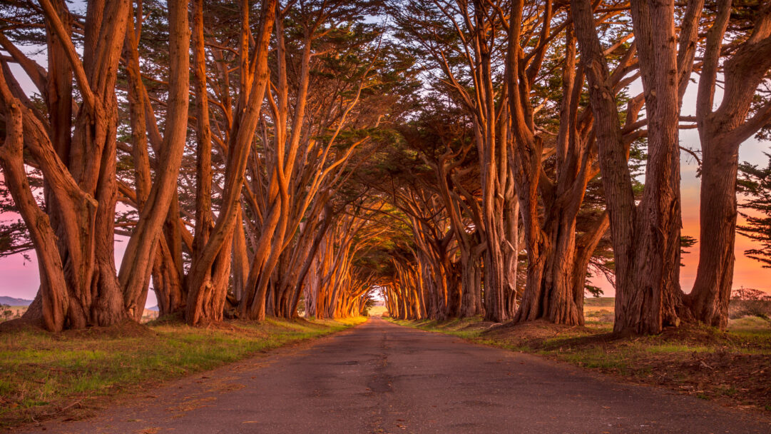 An enchanting 4K wallpaper of a long, straight road leading through the majestic Cypress Tunnel at Point Reyes National Seashore. The setting sun bathes the towering cypress trunks in a warm, golden-orange glow, creating a dramatic, ethereal tunnel effect along the winding path.