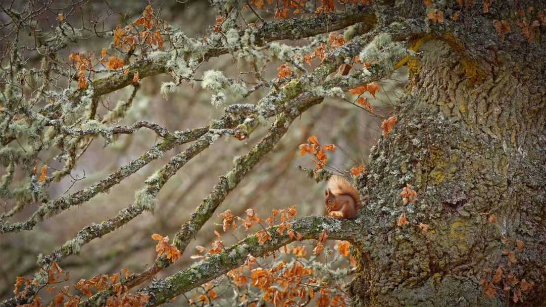 A picturesque 4K wallpaper presents a red squirrel perched on a lichen-covered tree branch amidst the rugged beauty of the Highlands of Scotland. Its vivid reddish-brown fur stands out warmly against the muted green and grey lichen-draped branches and the scattered amber autumn leaves, evoking a serene wild beauty.