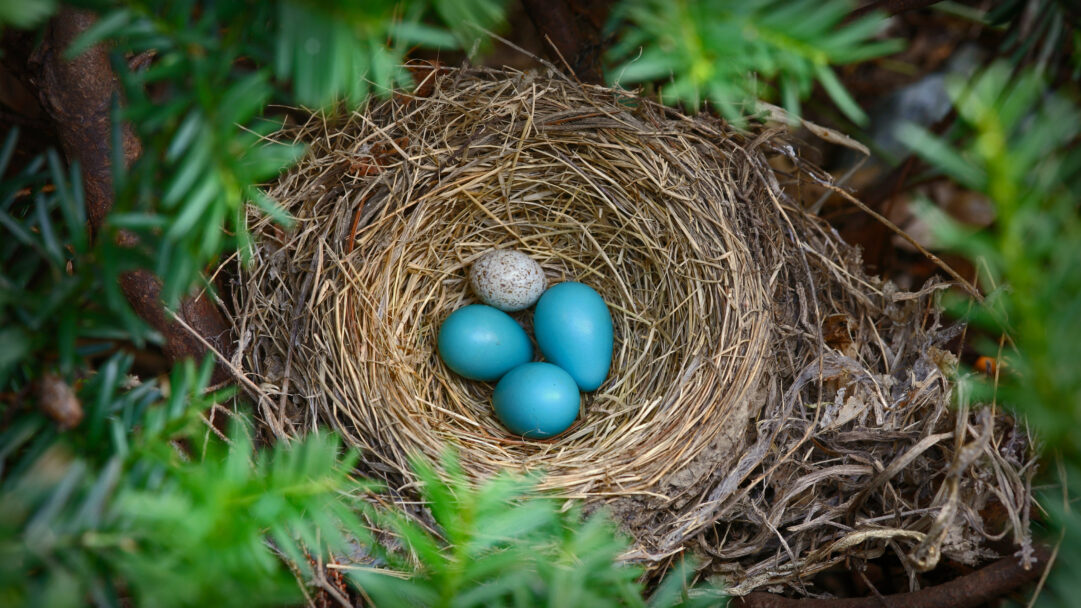 A detailed 4K wallpaper showcases a robin's nest, carefully constructed from twigs and dried grass, cradling three bright blue eggs and one speckled brown-headed cowbird egg, all surrounded by soft, blurred green foliage. The intense, uniform blue of the robin's eggs creates a vivid contrast with the paler, spotted surface of the cowbird egg, emphasizing the delicate textures of the nest materials.