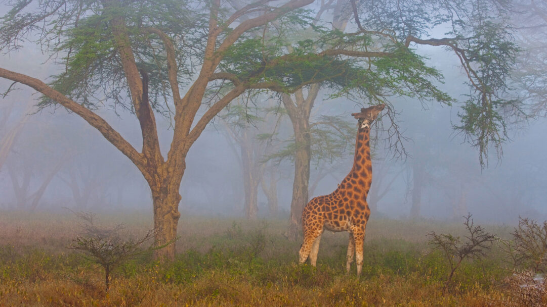 A mystical 4K wallpaper features a Rothschild's giraffe feeding on sparse tree leaves in the ethereal, misty landscape of Lake Nakuru National Park, Kenya. Its distinctive patterned coat stands out softly against the muted greens and grays, enveloped by a thick, atmospheric fog that lends a sense of serene solitude.