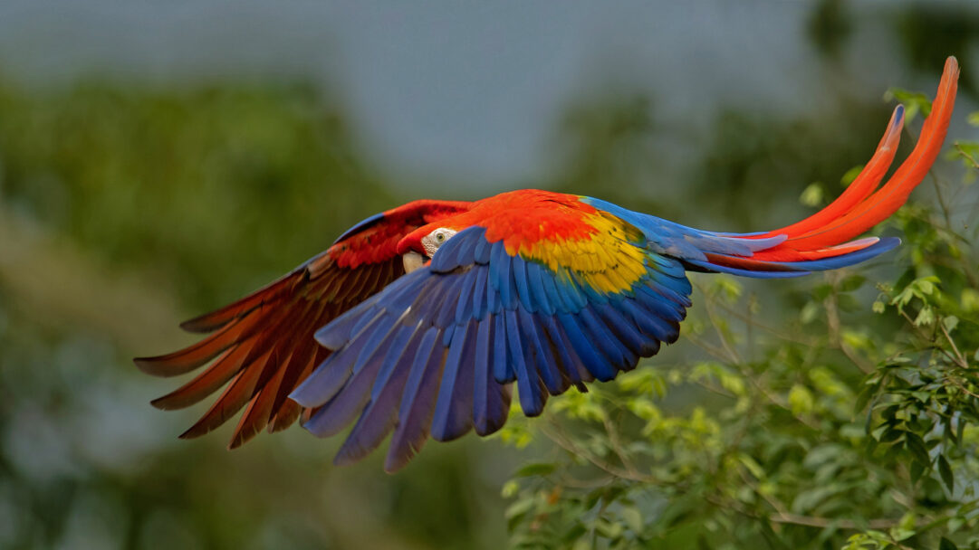 An exhilarating 4K wallpaper presents a vibrant Scarlet Macaw soaring majestically through the lush green canopy of Costa Rica. Its wings, a striking blend of fiery red, brilliant yellow, and deep blue, are fully extended, showcasing the bird's powerful movement and vivid plumage against the soft, natural background.