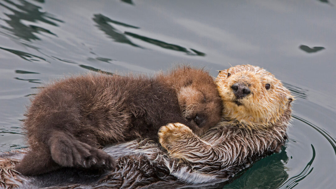 A heartwarming 4K wallpaper of a sea otter mother gently cradling her newborn pup while floating on the calm waters of Monterey Bay, California. The pup, a fluffy dark brown bundle, snuggles closely into its lighter-furred mother's embrace, conveying a profound sense of maternal love and peaceful safety.