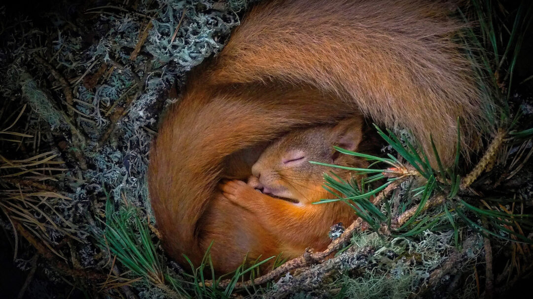 An endearing 4K wallpaper captures a red squirrel curled up and soundly sleeping in its lichen nest, nestled within the natural environment of the Scottish Highlands. Its vibrant auburn fur glows softly as it snuggles deeply into the intricate, pale green lichen and dark pine needles, creating a scene of profound peacefulness.