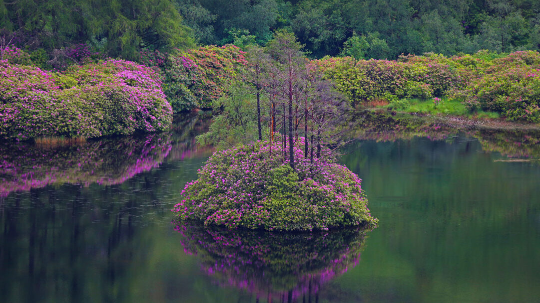 An enchanting 4K wallpaper unveils a small loch in Glen Etive, Scotland, where an island flourishes with vibrant rhododendron flowers and a few evergreen trees. The vivid pink and purple blossoms, reflected perfectly in the still, dark green water, evoke a serene and picturesque natural beauty.