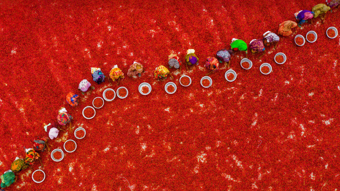 A vibrant 4K wallpaper showcasing women diligently sorting a vast expanse of red chili peppers at Bogra Farm in Bangladesh. The intense, fiery red blanket of peppers dominates the scene, punctuated by the rhythmic line of workers in colorful attire and their white collection bowls.
