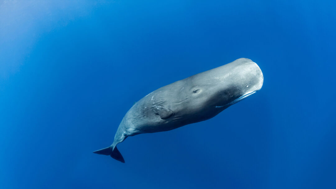 A majestic 4K wallpaper showcasing a large Sperm Whale gracefully suspended in the clear blue ocean waters off Roseau, Dominica. Its immense, scarred body, rendered in remarkable detail, is bathed in soft sunlight, creating a serene and powerful visual against the deep indigo depths.