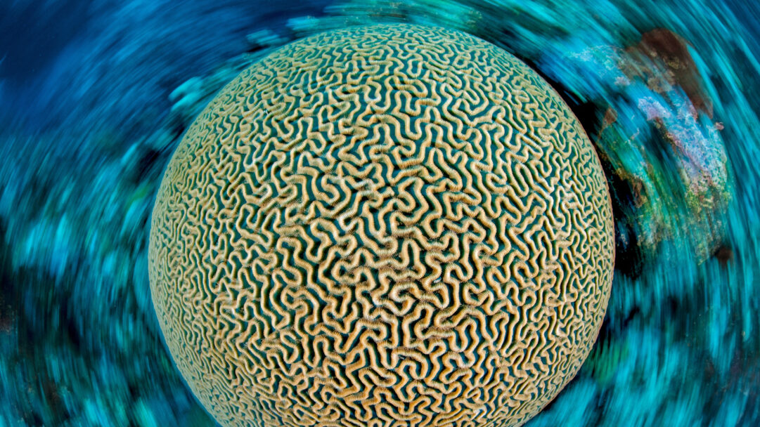 A mesmerizing 4K wallpaper showcasing a symmetrical brain coral reef dominating the vibrant waters of Grand Cayman. The coral's intricate, golden-beige labyrinthine texture pops vibrantly against the deep blue-green backdrop, which appears to swirl with gentle underwater currents.