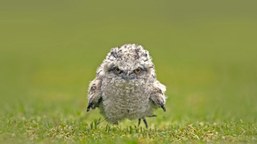 A captivating 4K wallpaper showcasing an adorable Tawny Frogmouth chick standing front and center on vibrant green grass with a softly blurred background. Its fluffy, mottled grey-brown plumage contrasts with the vivid green, while its large, piercing orange eyes stare intently, giving it a charmingly serious expression.