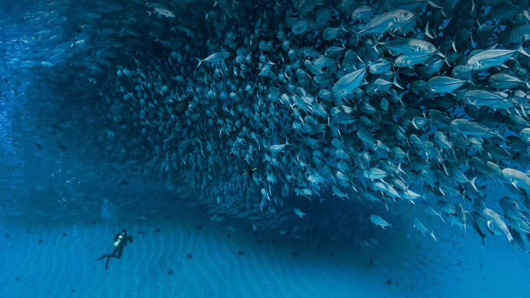 An extraordinary 4K wallpaper of thousands of jack fish schooling densely around a diver in the clear blue waters of Cabo Pulmo National Park. The colossal silvery school creates a dynamic, swirling vortex of life, beautifully illuminated by the deep ocean's ethereal blue light as the diver observes.