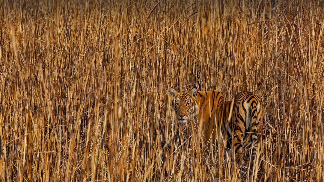 A stunning 4K wallpaper captures a tiger, masterfully camouflaged, lurking amidst the dense, tall dry grass fields of Assam, India, with its gaze fixed intently forward. The tiger's distinct orange and black stripes merge almost seamlessly with the golden-brown tones and vertical textures of the sun-drenched reeds, emphasizing its powerful and elusive nature.