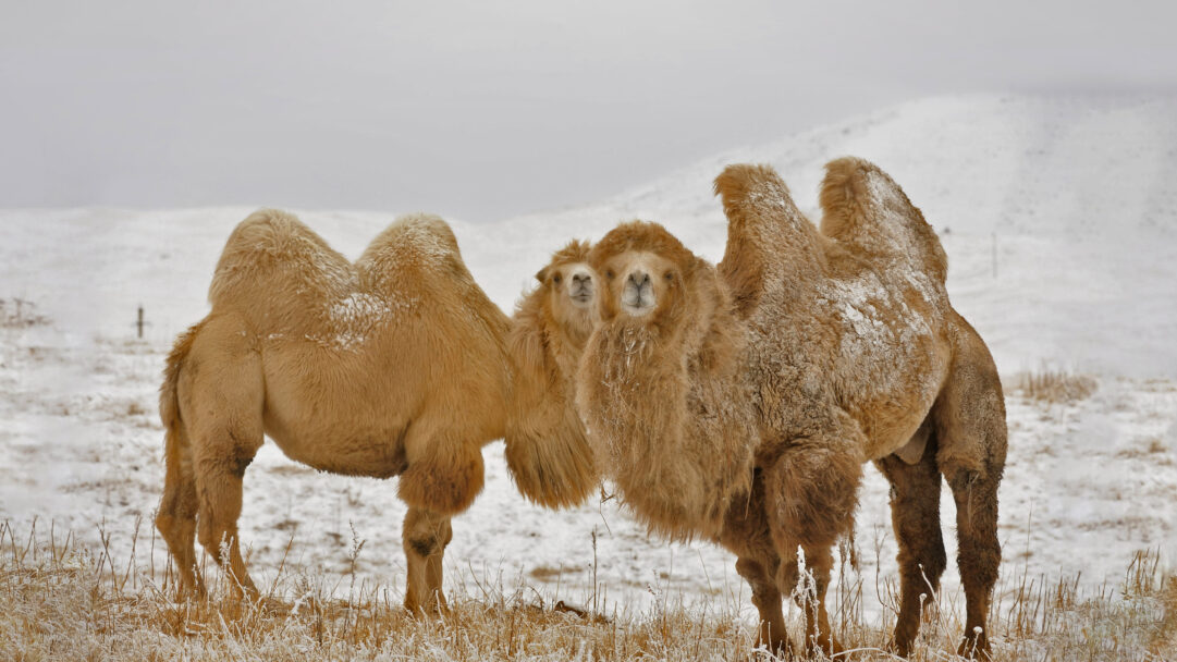 A majestic 4K wallpaper captures two hardy Bactrian camels standing prominently in a snow-covered landscape during a Kazakhstan winter. Their thick, shaggy golden-brown fur is beautifully dusted with glistening white snow, creating a stark yet compelling contrast against the muted, icy backdrop and highlighting their resilience.