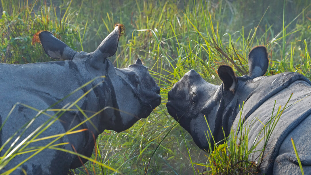 An intimate 4K wallpaper showing two Greater One-horned Rhinoceroses standing nose-to-nose in the tall, misty grass of Kaziranga National Park, India. Soft light illuminates the dew-kissed green blades and highlights the deeply textured, wet skin of the rhinos, conveying a peaceful yet powerful wildlife encounter.
