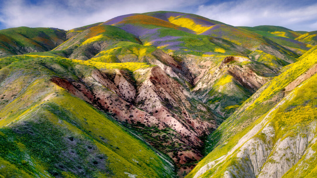 A breathtaking 4K wallpaper showcases the vibrant wildflowers blanketing the undulating hills of Carrizo Plain National Monument, California. Brilliant swathes of yellow and purple blooms create a stunning tapestry across the rugged landscape, emphasizing the dramatic contours and sun-drenched valleys.