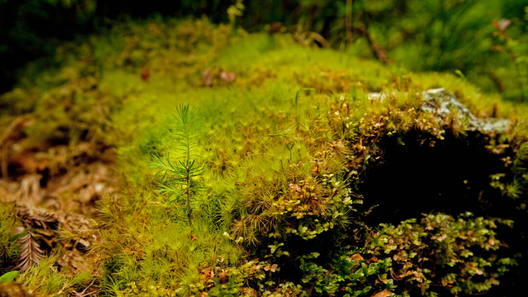 A captivating 4K wallpaper showcasing a young Coast Redwood seedling sprouting vibrantly from a moss-covered old log in Prairie Creek Redwoods State Park. The intense green of the delicate redwood shoot stands out against the rich, textured tapestry of golden-green moss, conveying a powerful sense of new life and resilience.
