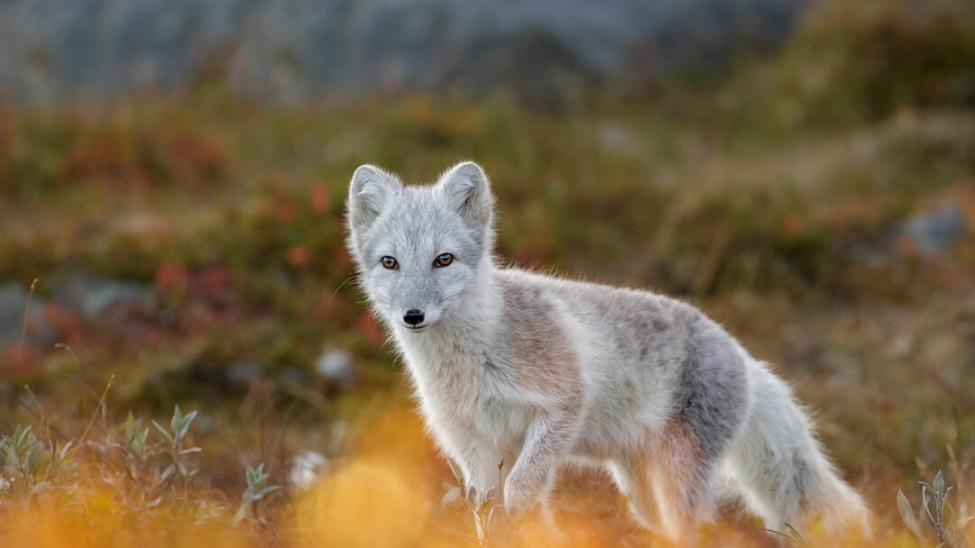 A captivating 4K wallpaper presents an Arctic fox standing alertly in Dovrefjell-sunndalsfjella National Park. Its transitional white and grey fur is softly illuminated, creating a striking contrast against the warm, blurred autumn foliage, with glowing golden bokeh adding a magical depth to the foreground.