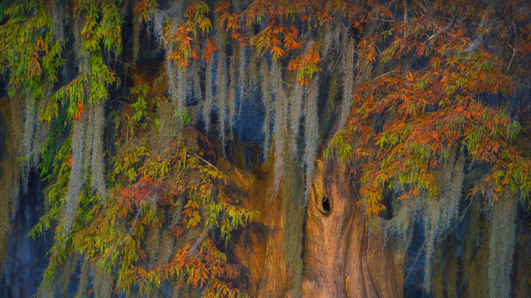 A captivating 4K wallpaper of a majestic Bald Cypress tree draped in Spanish Moss within the Atchafalaya Basin during autumn. Its rich brown trunk and vibrant green and fiery orange foliage are beautifully contrasted by the long, silvery strands of Spanish Moss against a deep, shadowed background.