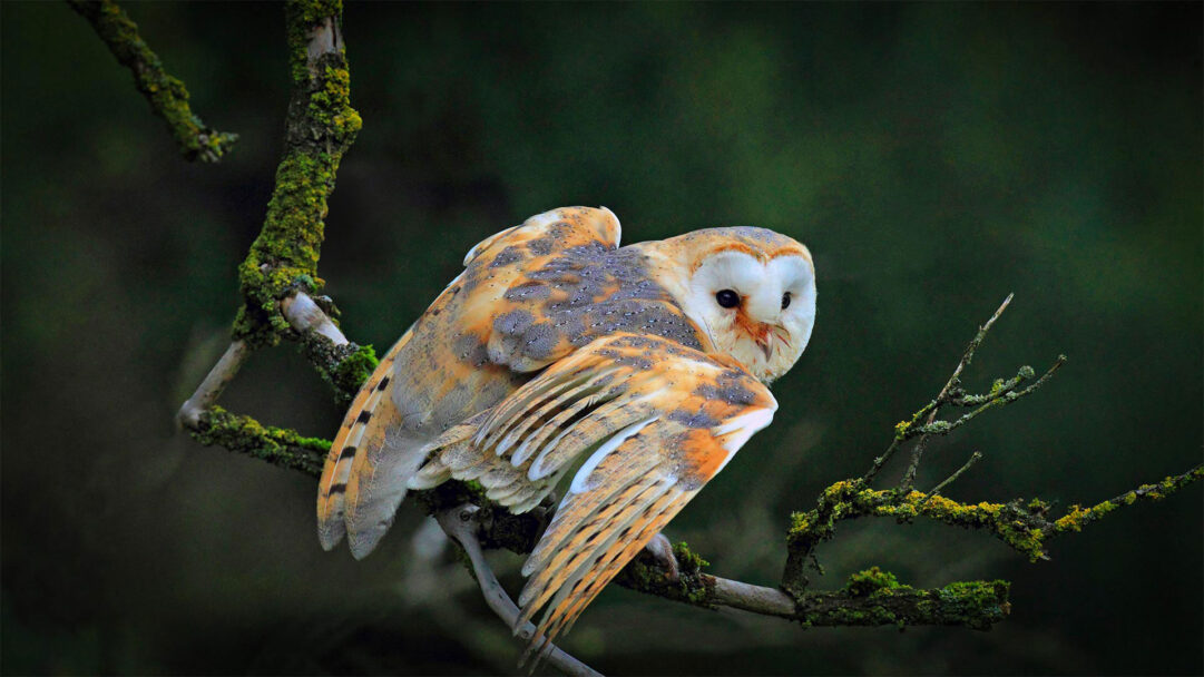 A breathtaking 4K wallpaper capturing a majestic Barn Owl perched on a thick, gnarled branch covered in vibrant green moss. The owl turns its head sharply, looking over its shoulder with dark, piercing eyes, its warm gold, grey, and white feathers fanned against the deep, blurred green background.