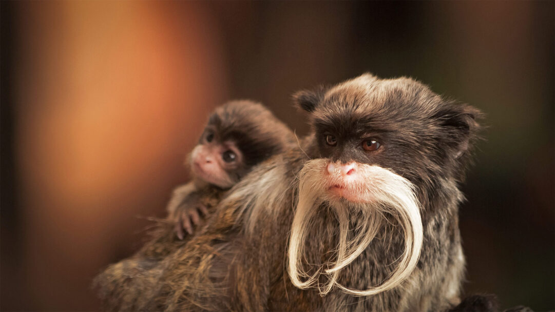 An intimate 4K wallpaper features a Bearded Emperor Tamarin monkey with a baby clinging to its back, set against a softly blurred, warm-toned background. The adult's distinctive long white mustache curls elegantly, contrasting with its dark fur and the baby's curious gaze over its shoulder, conveying a tender maternal bond.