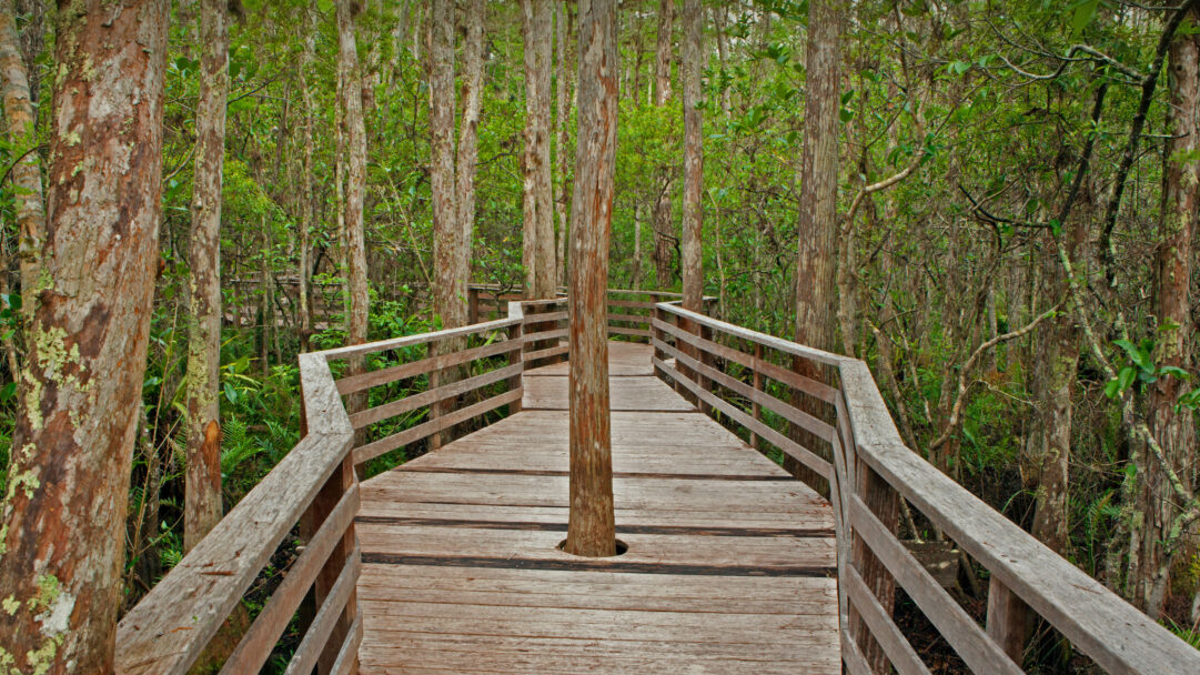 A captivating 4K wallpaper displays the winding wooden Boardwalk Trail through the lush, waterlogged cypress forest of Corkscrew Swamp Sanctuary in Florida. A prominent tree trunk grows directly through the center of the path, its weathered bark contrasting with the vivid green foliage, evoking a sense of tranquil immersion in nature.