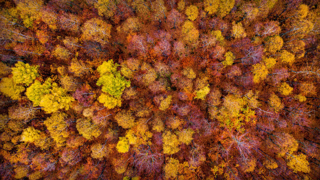 A majestic 4K wallpaper presenting an aerial view of the vibrant autumn forest in Bohemian Switzerland National Park near Tisá. The striking canopy bursts with a vivid tapestry of golden yellows, fiery oranges, and deep crimson reds, evoking a breathtaking sense of autumn's intense beauty.