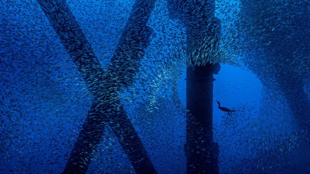 A mesmerizing 4K wallpaper captures a Brandt's Cormorant intently hunting a sprawling school of fish deep underwater amidst dark structural pilings. The silvery fish swirl frantically, illuminated by shafts of blue light, forming a captivating, dynamic spectacle as the cormorant pursues its prey.
