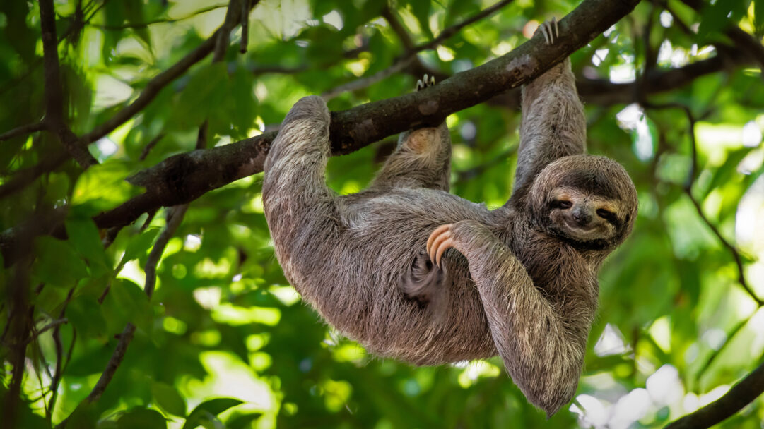 A captivating 4K wallpaper showcases a brown-throated three-toed sloth hanging upside down from a thick tree branch in Manuel Antonio National Park. Its shaggy grey fur is illuminated by dappled sunlight filtering through the vibrant green canopy, lending a peaceful and contented mood to the animal's slight smile.