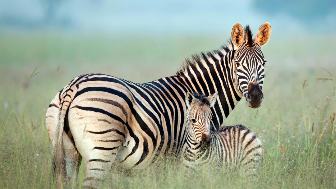 A captivating 4K wallpaper showcases a Burchell's Zebra mother and her foal standing serenely in the tall, soft green grasses of Rietvlei Nature Reserve. Their striking black and white stripes pop against the softly blurred, ethereal green and blue background, while the foal's direct gaze adds an intimate, endearing touch.