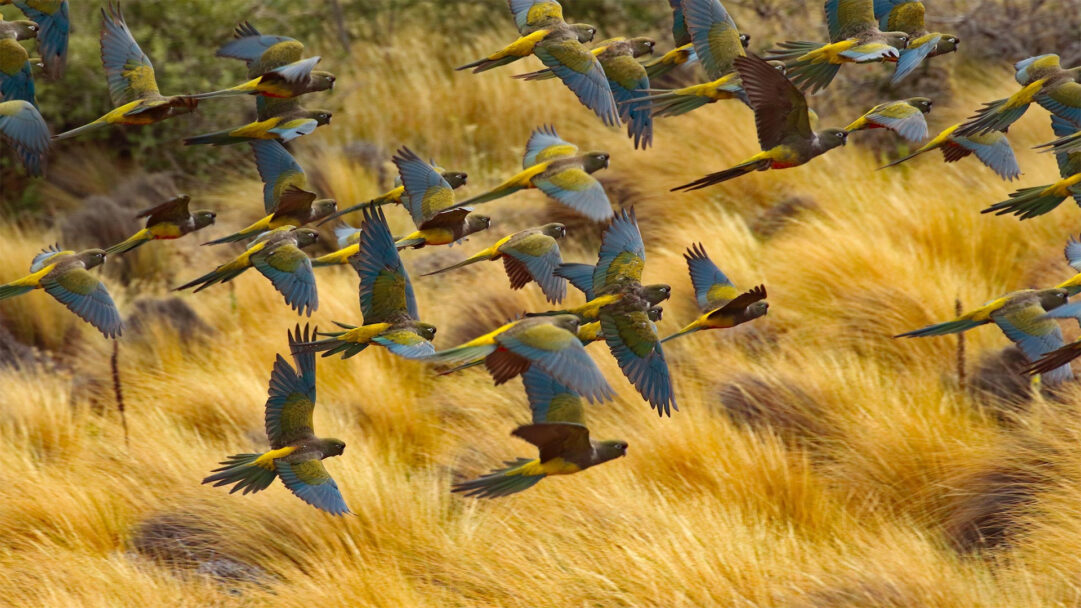 A breathtaking 4K wallpaper capturing numerous Burrowing Parrots in dynamic flight above a vast field of golden grass in Las Lajas, Argentina. The vibrant blue and olive-green of the parrots' feathers create a striking contrast against the warm, sun-drenched texture of the swaying golden landscape, evoking a sense of energetic freedom.