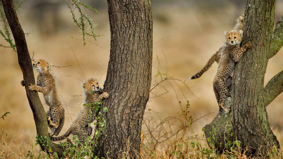 A captivating 4K wallpaper depicting three playful cheetah cubs climbing sturdy Acacia trees in a sun-drenched savanna. Their bright eyes and determined paws reveal a joyful exploration, enhanced by the warm, golden light illuminating their spotted fur and the rough tree bark.