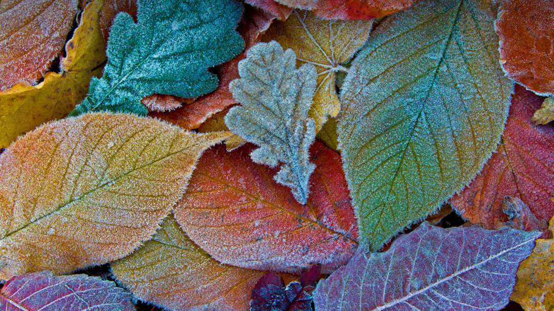 An immersive 4K wallpaper revealing a close-up of a vibrant bed of autumn leaves, heavily frosted and scattered across the ground. Each leaf displays a rich palette of reds, oranges, yellows, and deep greens, intricately coated with a shimmering layer of delicate ice crystals that lend a crisp, ethereal beauty to the scene.