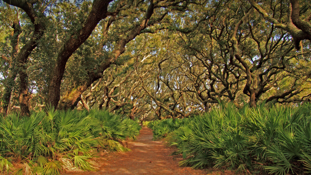 A captivating 4K wallpaper of a tranquil path winding through the ancient Live Oak forests of Cumberland Island National Seashore, Georgia. Dappled sunlight filters through the dense, sprawling canopy of gnarled Live Oak branches, illuminating the vibrant green undergrowth and the inviting sandy path.