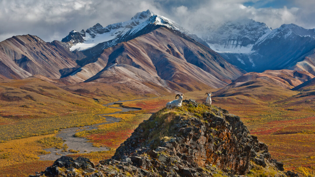 A breathtaking 4K wallpaper featuring Dall Sheep Rams perched on a rocky peak in Polychrome Pass, Denali National Park, Alaska. The expansive autumn landscape bursts with vibrant reds and golds across the tundra, flowing towards majestic snow-capped mountains under a dramatic sky.