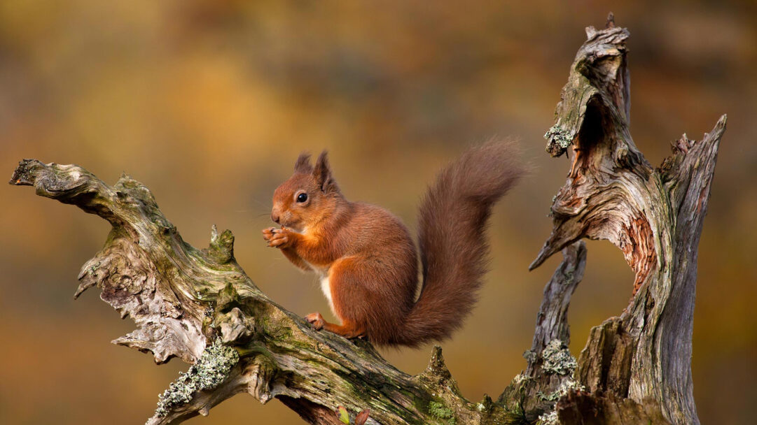 This captivating 4K wallpaper reveals a charming Eurasian Red Squirrel perched on a textured branch within the autumnal setting of the Cairngorms in Scotland. Its vibrant red fur contrasts gently with the gnarled wood and the soft, golden-brown bokeh background, as it delicately holds a tiny snack.