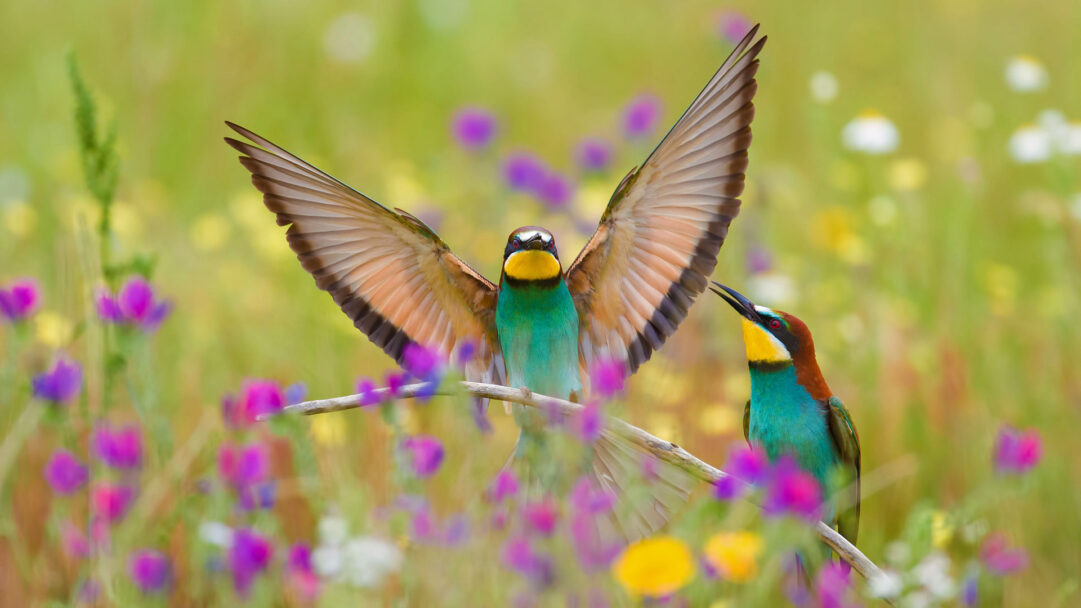 A magnificent 4K wallpaper displaying two vibrant European Bee-eaters with wide open wings amidst a colorful Extremadura wildflower field. The central bee-eater's dazzling plumage, with wings fully unfurled, bursts with brilliant blues, greens, and yellows, creating a striking contrast against the soft, bokeh-blurred foreground of purple and yellow blossoms.